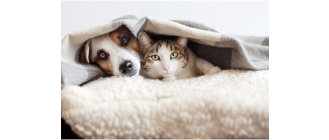 Mastocytoma u psa lub kota (guz komórek tucznych) - co zrobić, kiedy pupil zachoruje?