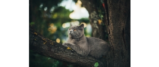 Kot wychodzący - jakimi chorobami może się zarazić?