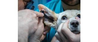 Zapalenie ucha u psa – przyczyny, objawy, metody leczenia i profilaktyka