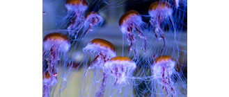 Meduza w akwarium - czy to możliwe? Najważniejsze informacje