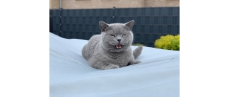 Dlaczego koty miauczą i co oznacza kocia mowa?