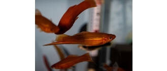 Mieczyki ryby (mieczyk Hallera) – najważniejsze informacje o gatunku