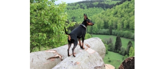 Pinczer miniaturowy – najważniejsze informacje o rasie