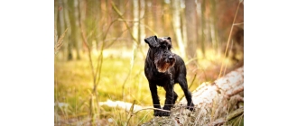 Sznaucer miniaturowy - charakterystyka, pielęgnacja, zdrowie (Encyklopedia psów)