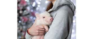 Świnki miniaturki, a odpowiedzialność wielka. Charakterystyka micro pig