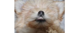 Wymiana zębów u psa