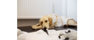 Zdjęcie przedstawia labladora leżącego w przedpokoju, owiniętego papierem toaletowym, który prawdopodobnie wymiotował krwią