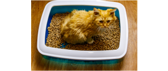 Mocznica u kota - ostatnie stadium niewydolnych nerek mruczka