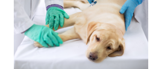 Czy mocznica u psa to wyrok?