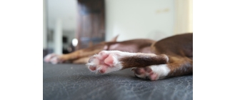 Czym są modzele u psa i jak je w porę rozpoznać?