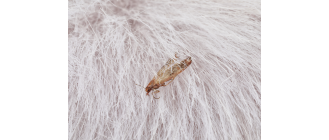 Mole w domu - skąd się biorą i jak je wytępić?