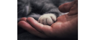 Dlaczego kot mruczy?