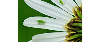 Mała mszyca - duży problem! Jak rozpoznać i pozbyć się mszyc z kwiatów?