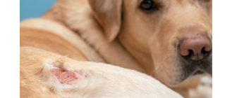 Larwy much u psa - czy to muszyca?