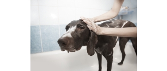 Jakich zabiegów pielęgnacyjnych wymaga pies? Weterynarz podpowiada