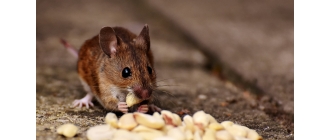 Mysz domowa, czy jest dobrym zwierzęciem dla dziecka?