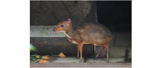 Kanczyl srebrnogrzbiety (myszojeleń) – najważniejsze informacje o gatunku