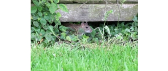 Szczur a mysz – jakie są różnice? Jak wyglądają ślady gryzoni?