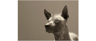 Nagi pies peruwiański (Perro sin pelo del Peru) - encyklopedia ras psów