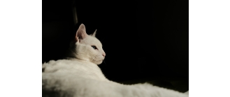 Najdroższy kot świata – ranking ras. Co decyduje o cenie kota?