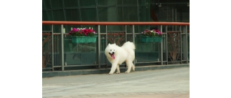 Jakie są najdroższe psy? Od czego zależy cena czworonoga?