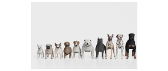 Najmniejsze psy miniaturki - spis ras i rekordy!