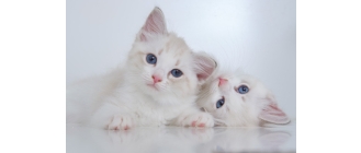 Najpiękniejszy kot świata. Poznaj najładniejsze koty – top 10 ras