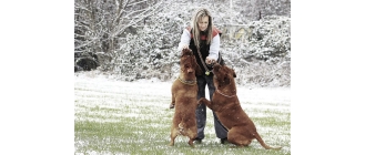 Jaki jest największy pies na świecie? Które rasy psów uznaje się za duże?