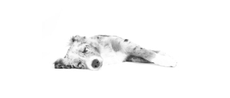 Krótkotrwały niedowład u psa – co może za niego odpowiadać?