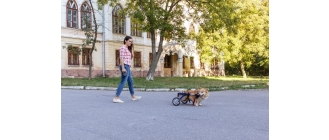 Niepełnosprawny pies - jak zrobić wózek rehabilitacyjny dla psa?