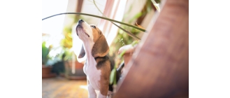 Pies nie trzyma moczu? Sprawdź co to może oznaczać