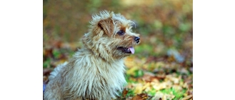 Norfolk terrier, czyli najmniejszy terrier na świecie. Encyklopedia psów