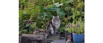 Kot norweski leśny – najważniejsze informacje o rasie