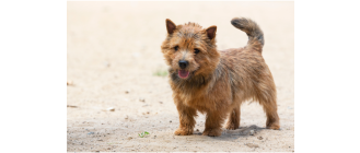 Norwich terrier - encyklopedia ras psów
