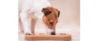 Nosework, czyli czy twojemu psu spodoba się praca węchem?