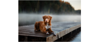 Nova Scotia duck tolling retriever (Retriever z Nowej Szkocji) – Encyklopedia psów