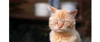 Nużyca u kota - objawy, przyczyny, leczenie