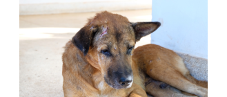 Nużyca u psa - objawy, leczenie i profilaktyka