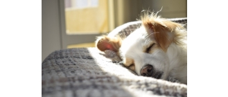 Padaczka u psa – objawy, przyczyny i leczenie