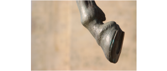 Ochwat u konia - objawy, przyczyny i leczenie choroby