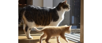 Podstawowe informacje na temat ciężarnych kotek