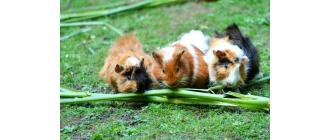 Najczęstsze odgłosy świnek morskich - mowa kawii domowej