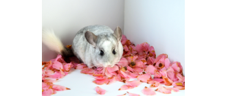 Jak interpretować odgłosy szynszyli?