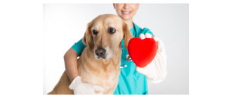 Wszystko, co musisz wiedzieć na temat odporności organizmu swojego pupila