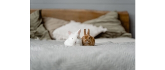 Robaki u królika – kiedy przeprowadzić odrobaczanie królika i jakie są na to metody?