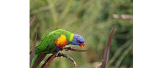 Pasożyty u papug i schemat odrobaczania ptaków