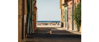 Zaginął pies - co robić? Jak napisać ogłoszenie?