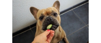 Czy pies może jeść ziemniaki? Jakie warzywa mogą znaleźć się w diecie psa?