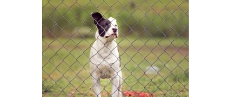 Czy elektryczny pastuch dla psa jest bezpieczny?