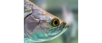 Czy ryby widzą wodę i kolory? Budowa rybiego oka